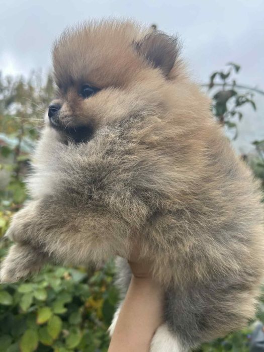 Померан померанчета