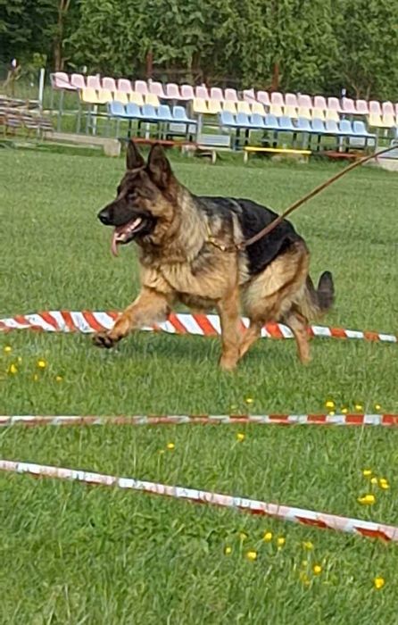 Femela Ciobanesc german