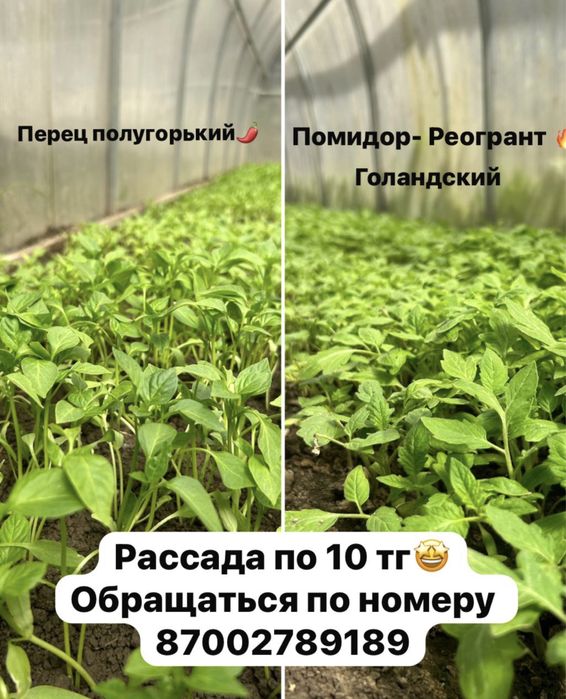 Рассада из домашней теплицы