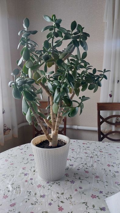 Цветы напольные для офиса