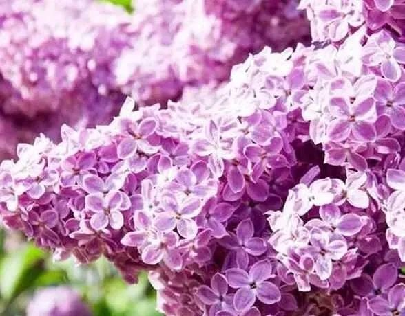 Liliac parfumat cu floare batuta