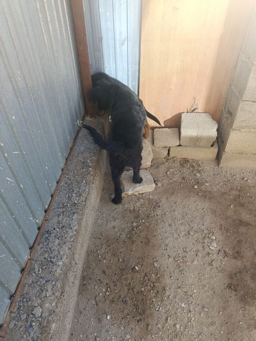 Продаётся щенок гибрид