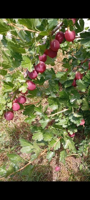 Крыжовник молодняк