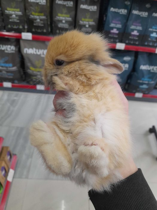 Декоративни мини зайчета на 1 месец