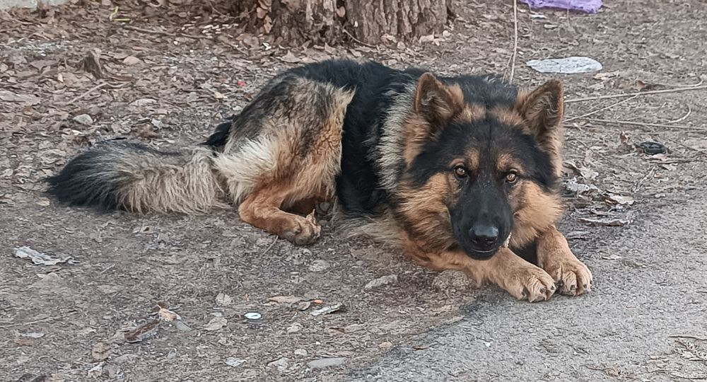 Немецкая овчарка. Кобель 2года. Без документов.