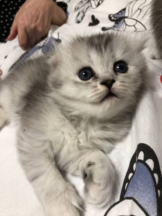 Котята окрас серебристая шиншила