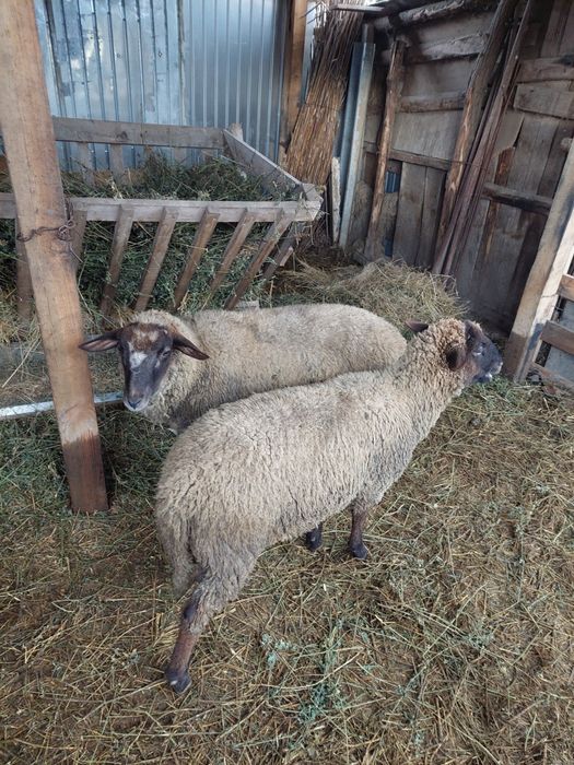 Vând 2 berbecuti tineri