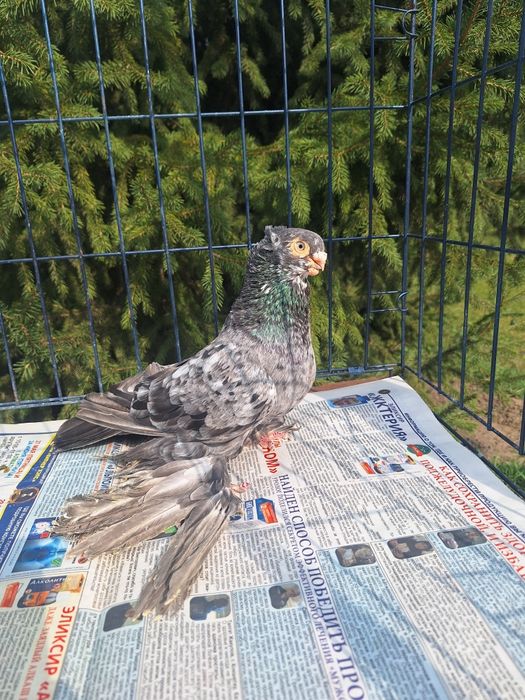 Продам голубя чилкаря классной расцветки