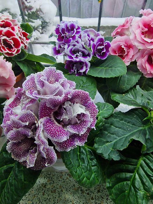 Продам цветы глоксинии