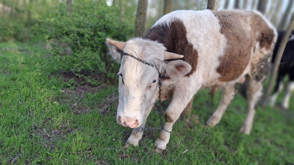 Vand vițel negociabil!!
