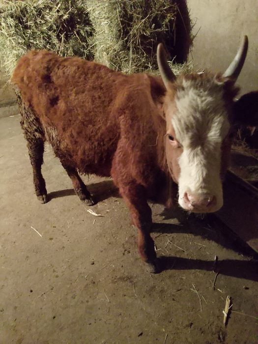 Продам      быка