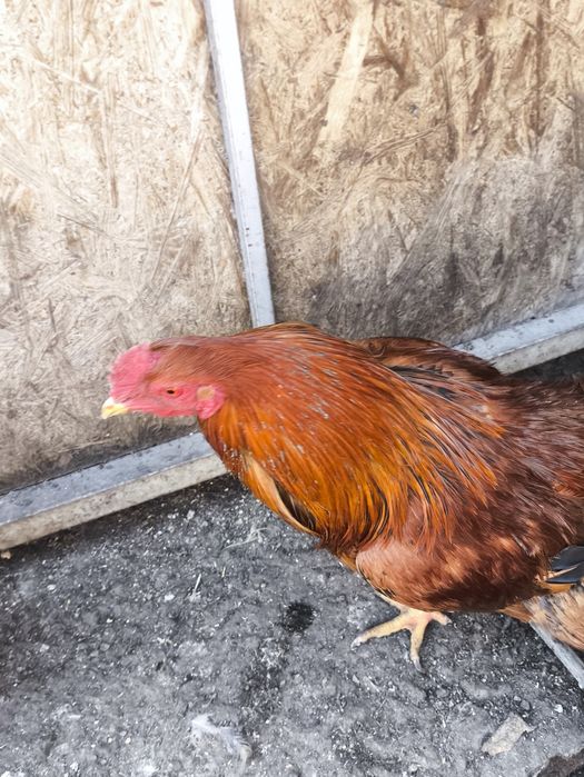 Продается черно рыжий петух