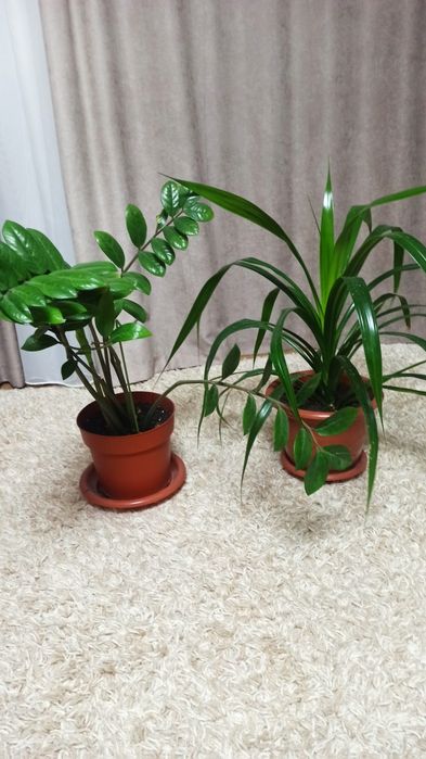 Комнатные растения