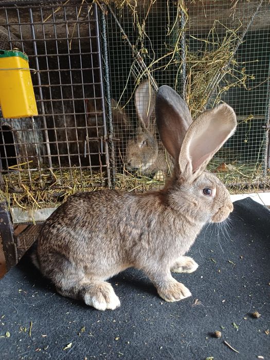 Vând iepuri Uriaș German Gri