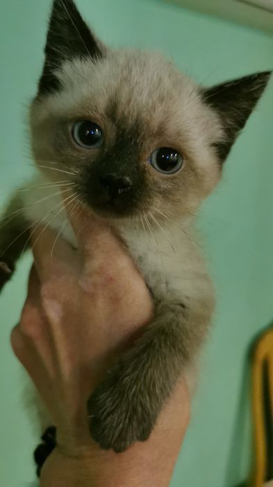 Милые умные котятки