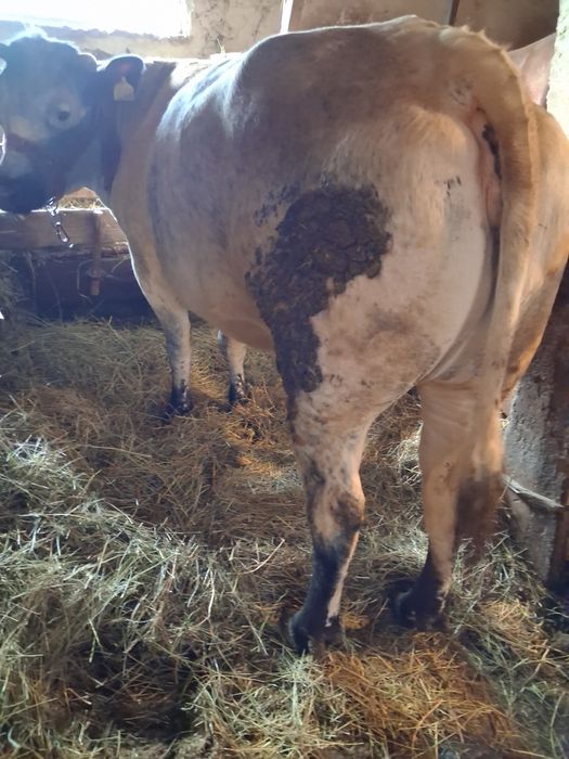 Vaca belgiana de vânzare