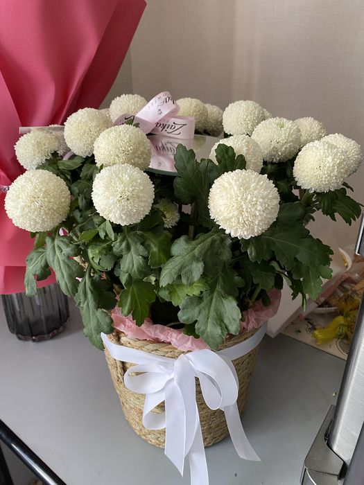 Продам цветы свежие