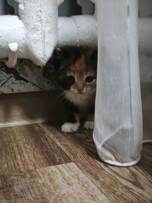 Кошечка Алиса в добрые руки