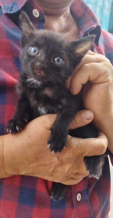 Мысык котёнок мальчик 2 месяца