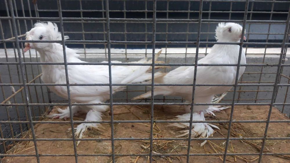 Продавам гълъби град Ямбол