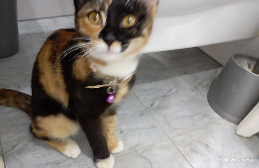 Чья потеряшка,девочка.