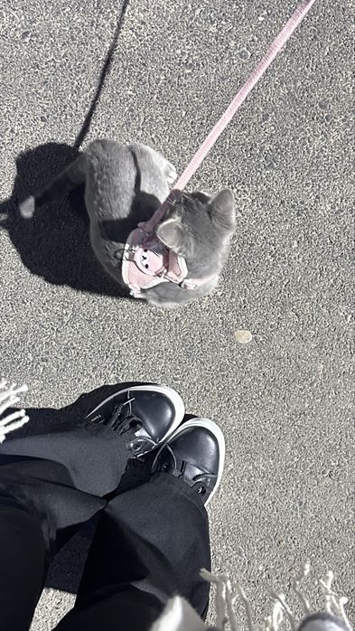 Кошкааа 15000 тг