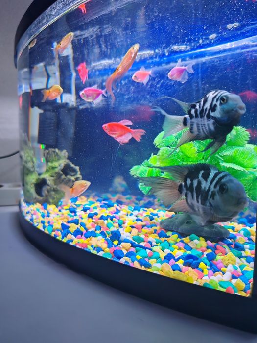 Продам Аквариум 45 литр с рыбами