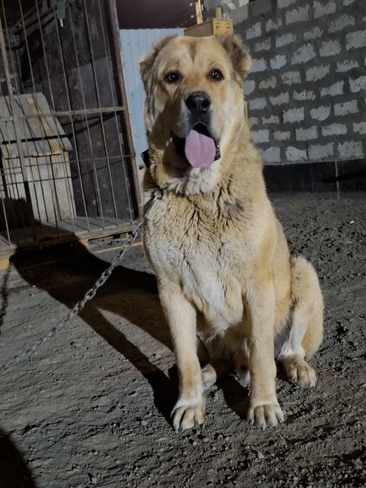 Алабай Азиат Продам