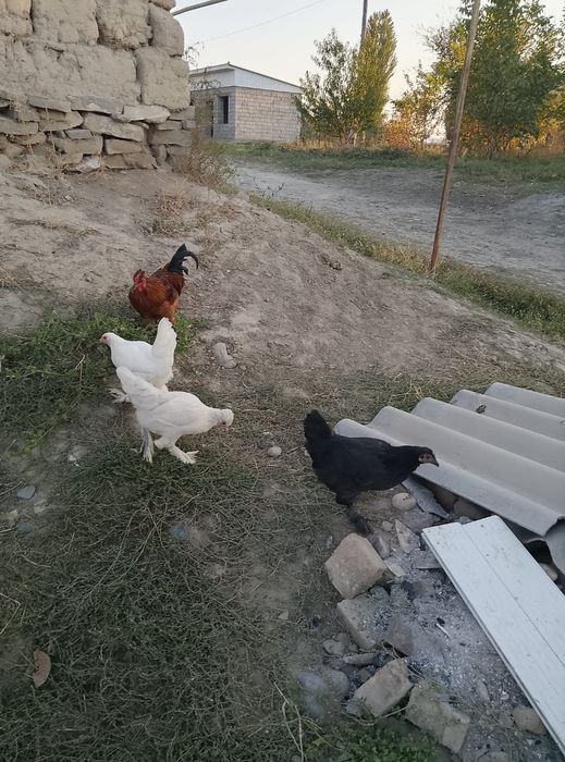 Продаются карлики