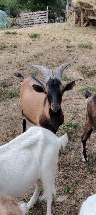 Capre de vânzare sau schimb cu oi