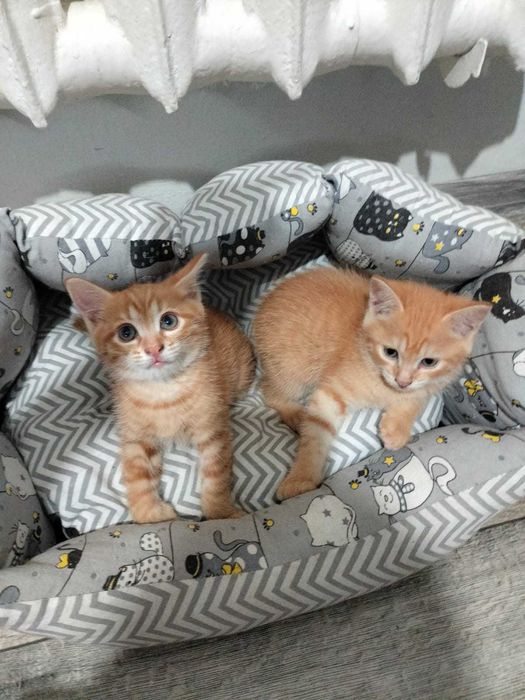 Отдам котят в хорошие руки !!!