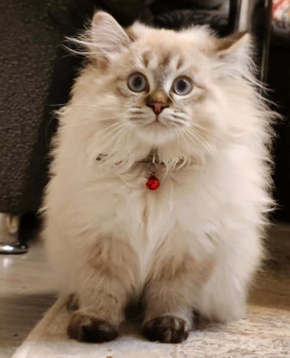 2 та “Невская маскарадная” мушукчалар сотилади