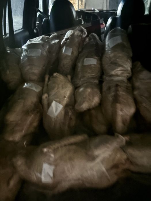 Гуси домашние Гусь