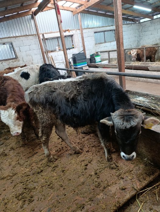 Продаются бычки подсосы