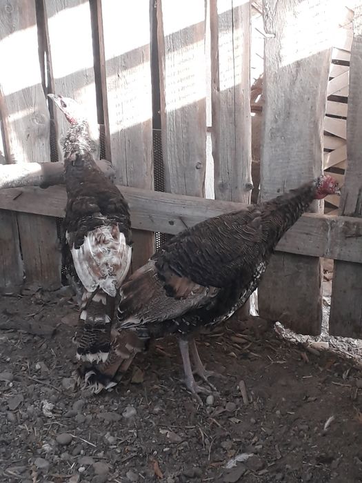 Индюки молодые майские.