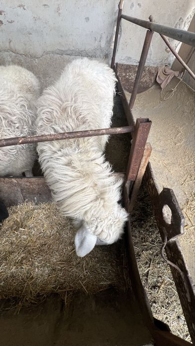 Қўчқор ва қўйлар сотилади