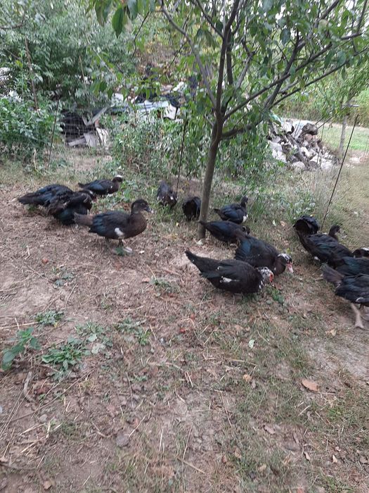 Vând RAȚE leșești.