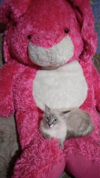 Котенок в добрые руки !