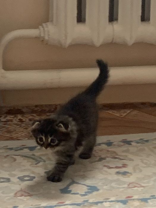 Продам котенку вислоухо