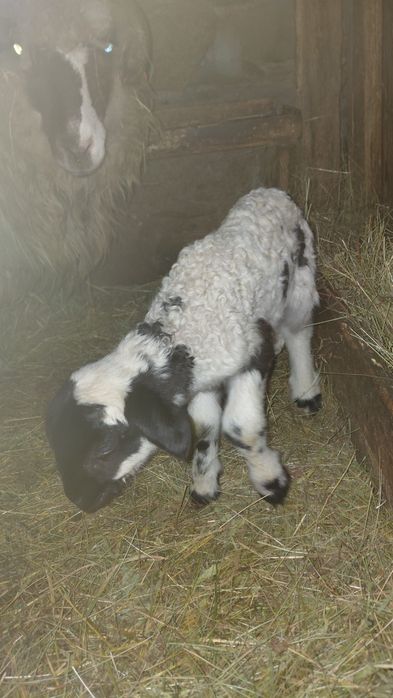 Vand 2 berbecuti bucalai din doi