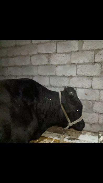 2yoshar buqa sotiladi