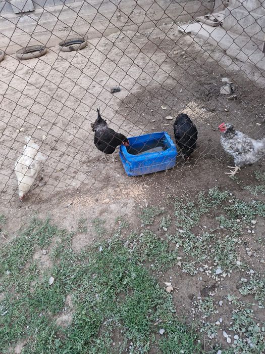 Домашние куры петухи
