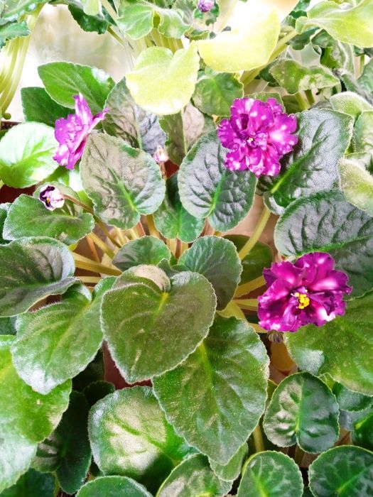 Фиалочки уют в доме