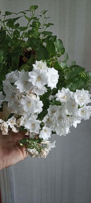 Укоренёные черенки кампанулы