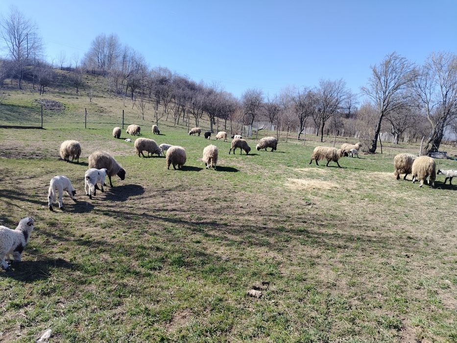 Vând oii cu mieii mai multe detalii la telefon