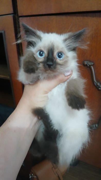 Отдам котёнка  в добрые руки