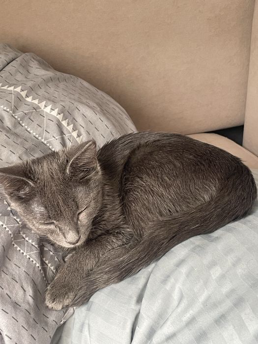 Котенок, отдам бесплатно котенка в хошие руки