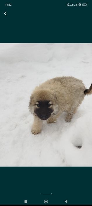 Отдам щенка в добрые руки