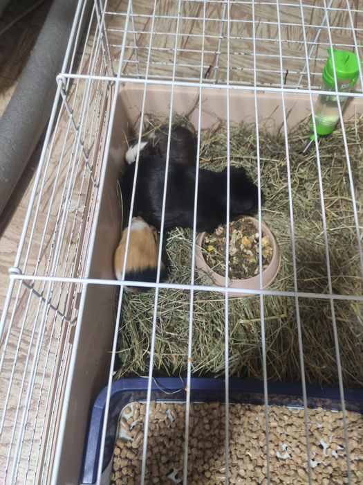 Продам Морскую Свинку