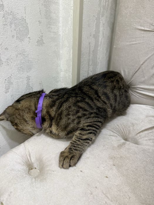 Бенгал парода аралаш